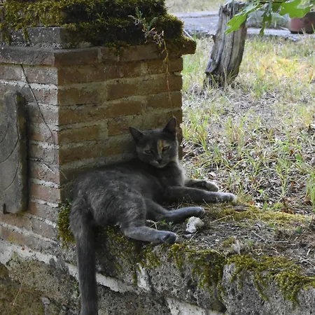 Il Castello Nel Bosco *