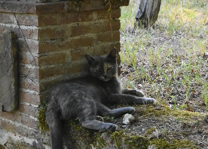 Il Castello Nel Bosco 3*